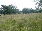 Ogham_14-07-08_20.jpg